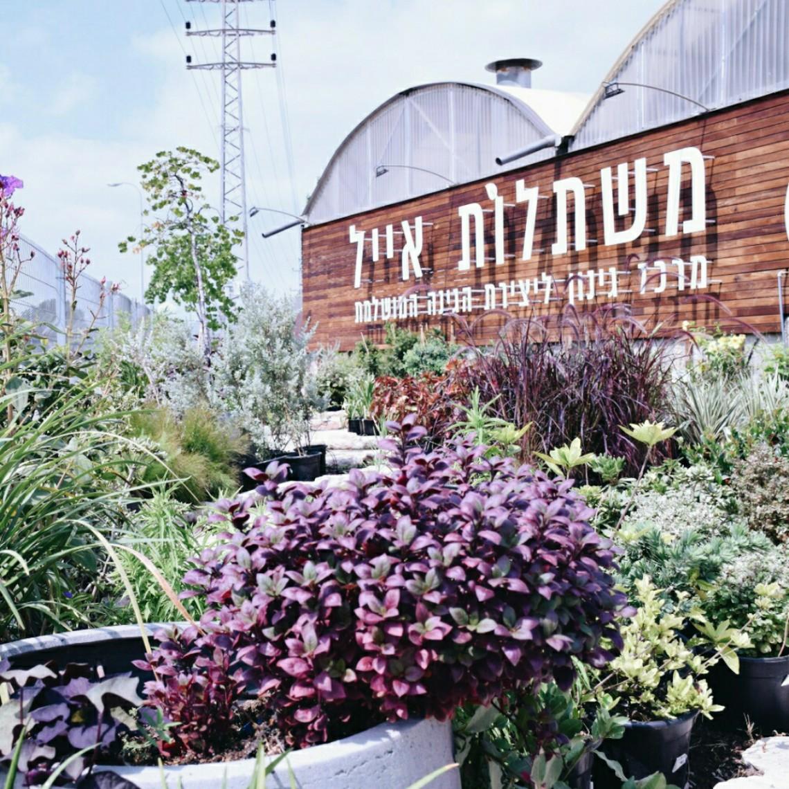 משתלת אייל - מרכז גינון עם מגוון צמחים ועצי נוי לגינה ולבית