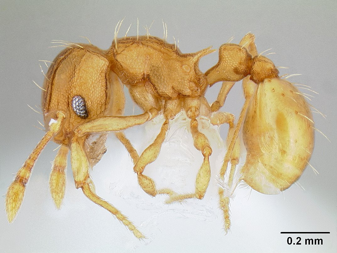 נמלת אש קטנה (Wasmannia auropunctata) בהגדלה: נמלה זעירה בצבע כתום-חום