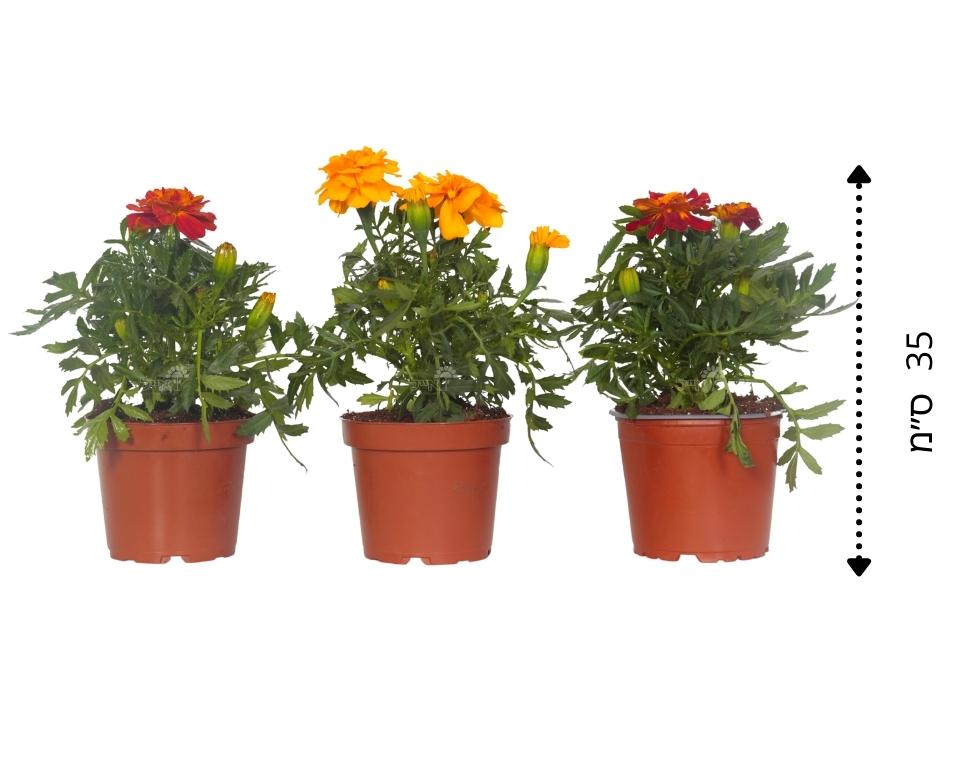 קיט 3 טגטס צרפתי | עציץ בקוטר 12 ס"מ