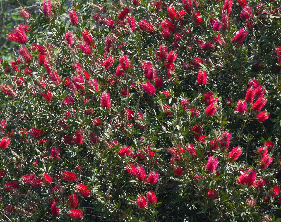 קליסטמון | עציץ בנפח 10 ליטר