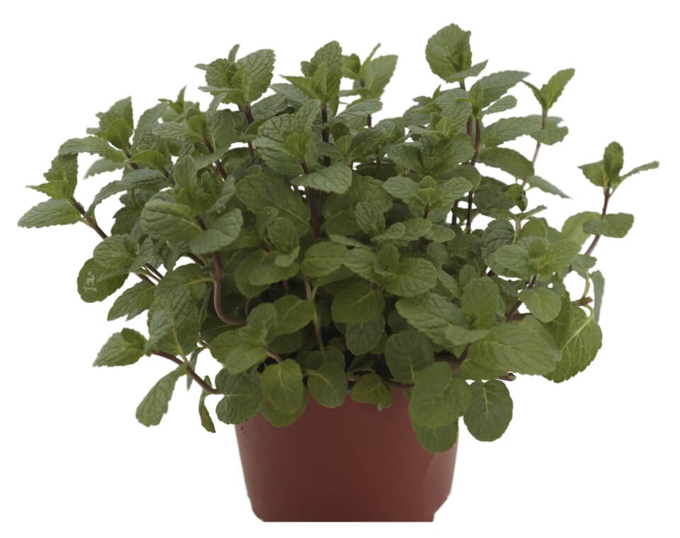 עציץ נענע ירוקה טרייה לבית ולגינה, עלים ירוקים צפופים, מתאים לגידול ביתי