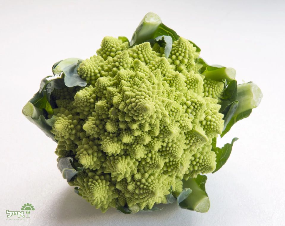 כרובית אלמוגים | 20 זרעים