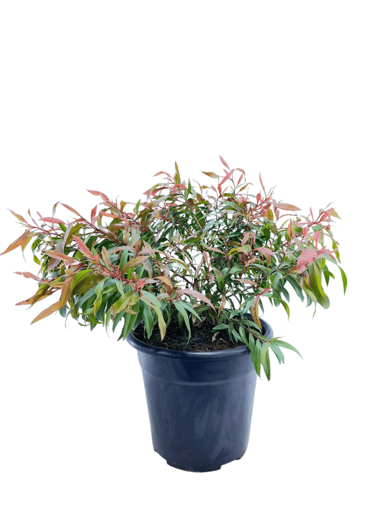 אגוניס ננה | עציץ בנפח 10 ליטר