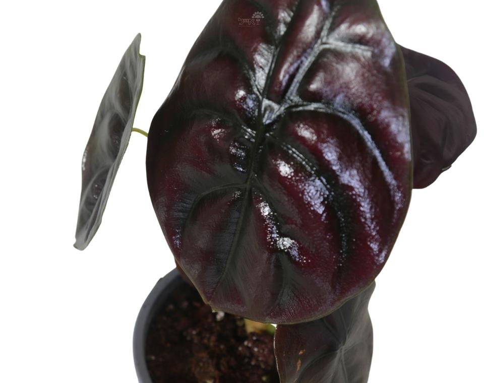 אלוקסיה קופרה רד | עציץ בקוטר 12 ס"מ