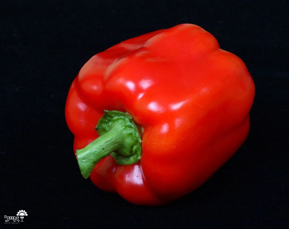 פלפל אדום | 10 זרעים