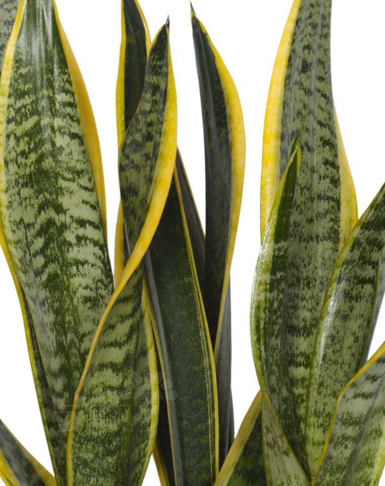 סנסיווריה מגוונת | בעציץ נפח 10 ליטר