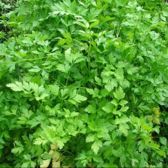 פטרוזיליה | בעציץ בקוטר 12 ס״מ