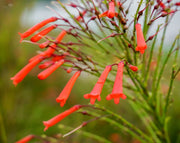 רוסליה ננסית | עציץ בנפח 4 ליטר