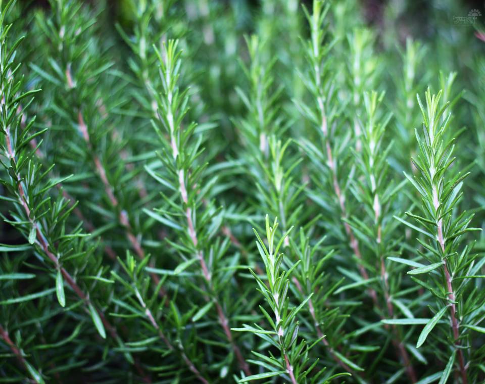 רוזמרין זקוף | עציץ בקוטר 12 ס"מ