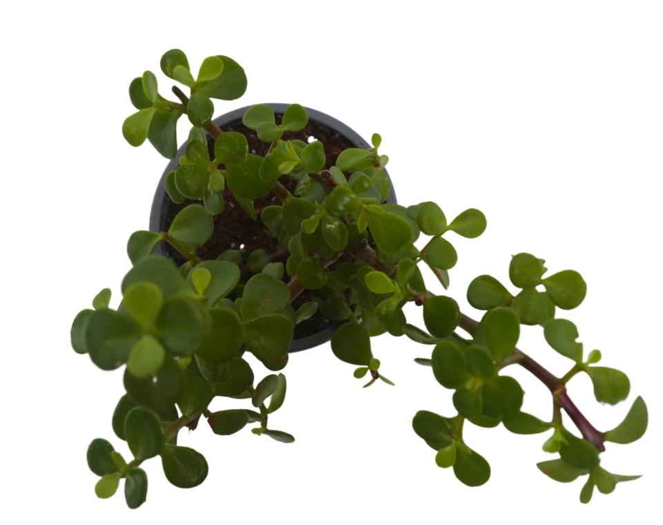 פורטולקריה (עץ הכסף) | עציץ בקוטר 12 ס"מ