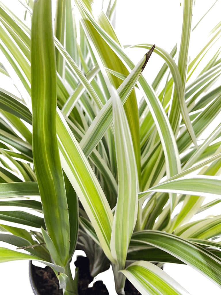 דיאנלה | עציץ בנפח 10 ליטר