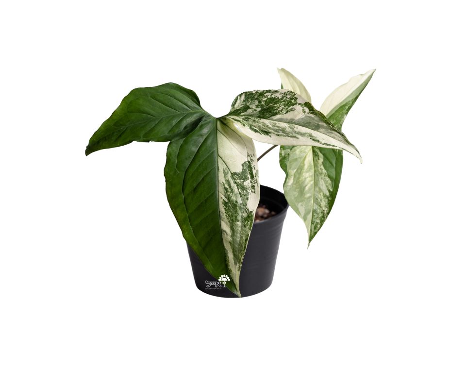 סינגוניום אלבו | עציץ קוטר 12 ס"מ