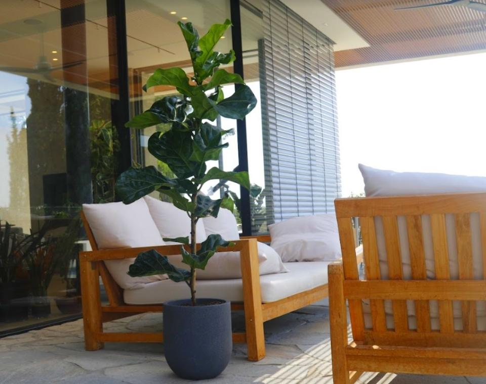 כד מעוצב עגול | 37 ס״מ | צמח פיקוס כינרי