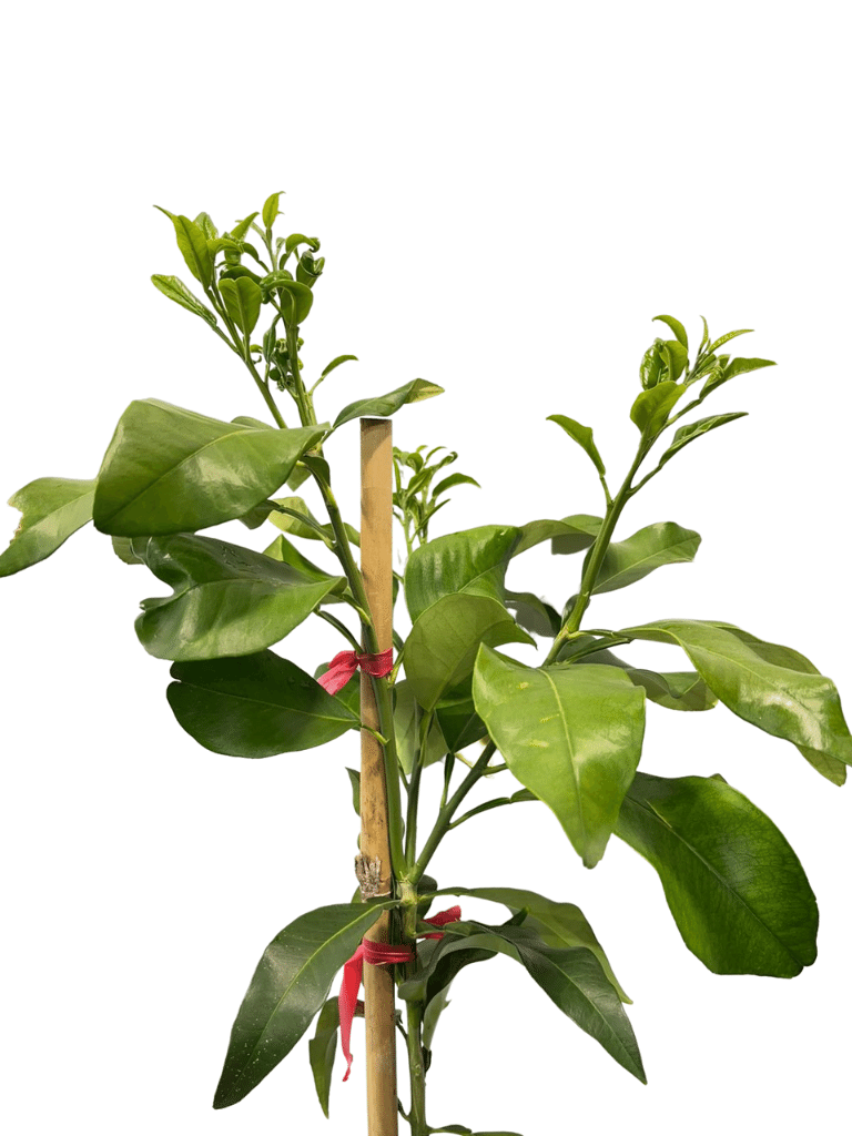 פומלה אדומה | עציץ בנפח 10 ליטר