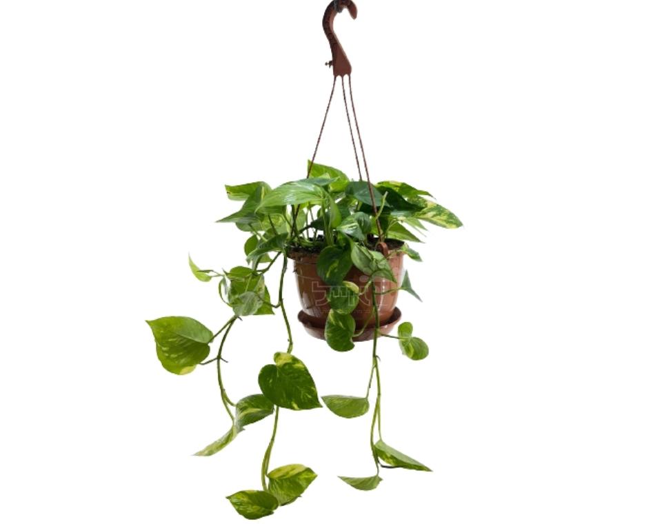 פוטוס | עציץ בנפח 4 ליטר