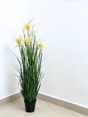 עשבוני פריחה בג' | גובה 90 ס''מ