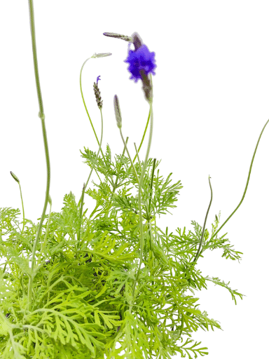 לוונדר מנוצה | עציץ בנפח 10 ליטר