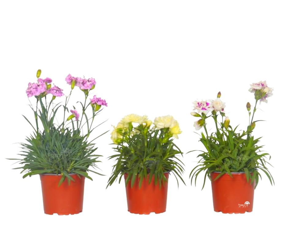 קיט 3 ציפורן | עציץ בקוטר 12 ס"מ