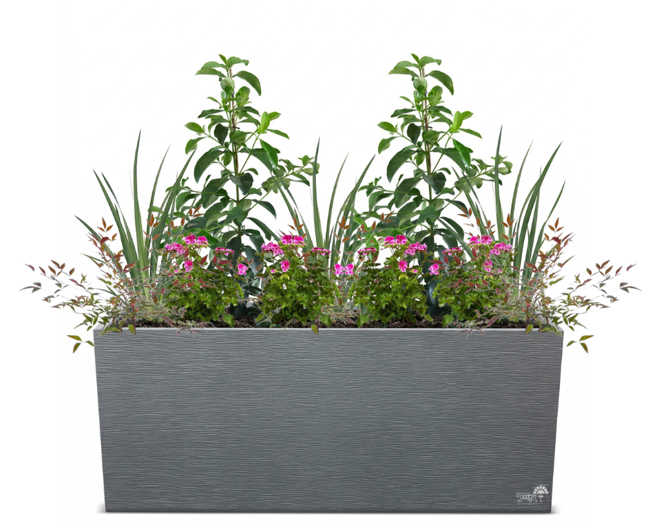 אדנית מוכנה עם צמחיה | 2 מורן מבריק, 3 דיאטס, 8 גרניום ו-6 ננדינה תרבותית | 5 צבעים לבחירה | 99.5X39.5X60