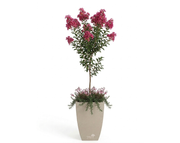 כד מוכן עם צמחיה | לגסטרמיה הודית, 4 גאורה ורודה ו-4 רוזמרין זוחל | 3 צבעים לבחירה | 54X37