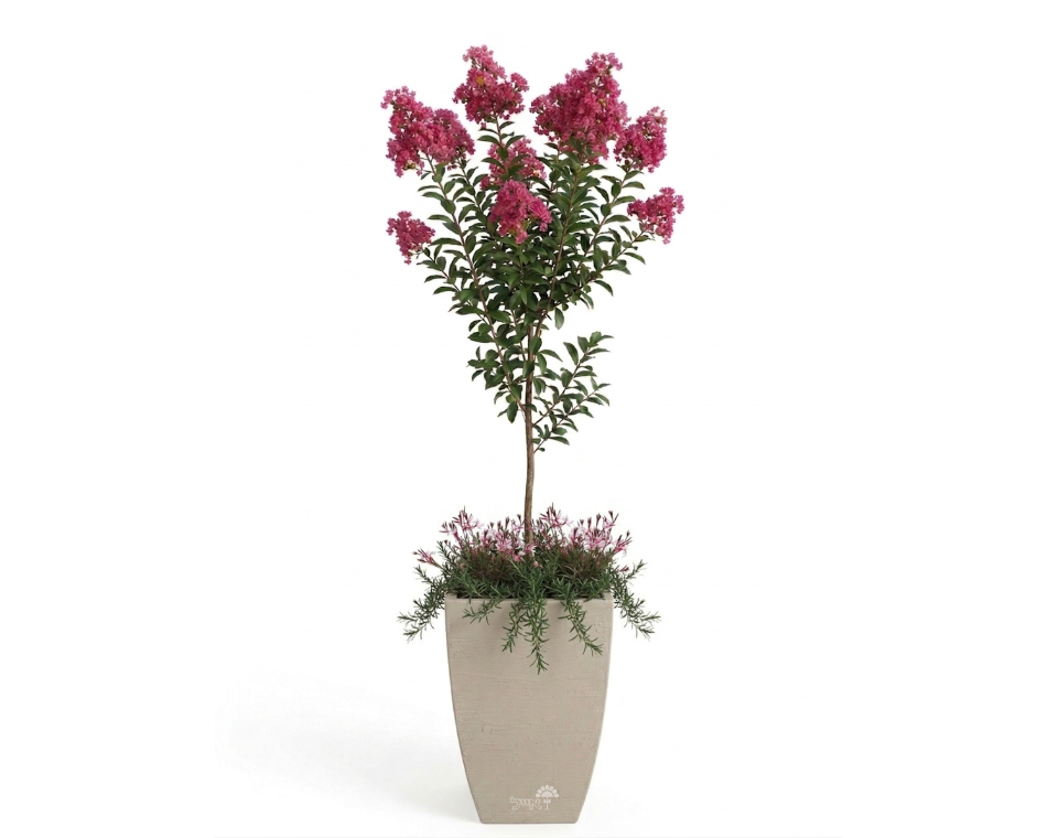 כד מוכן עם צמחיה | לגסטרמיה הודית, 4 גאורה ורודה ו-4 רוזמרין זוחל | 3 צבעים לבחירה | 54X37