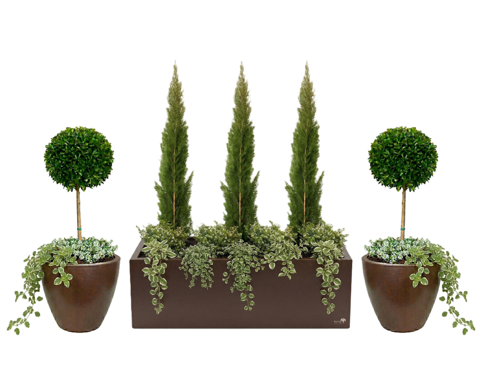 סט אדנית + כדים מוכנים עם צמחיה | ברוש טוטם, סיזיגיום, קופאה, סלסלי כסף ופלנקטרנטוס מדגסקרי | 7 צבעים לבחירה