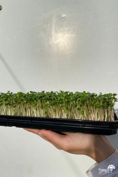 צנונית לנבטים | 1000 זרעים