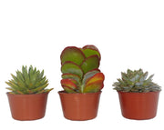 קיט 3 סקולנטים בשרניים | עציץ בקוטר 12 ס"מ