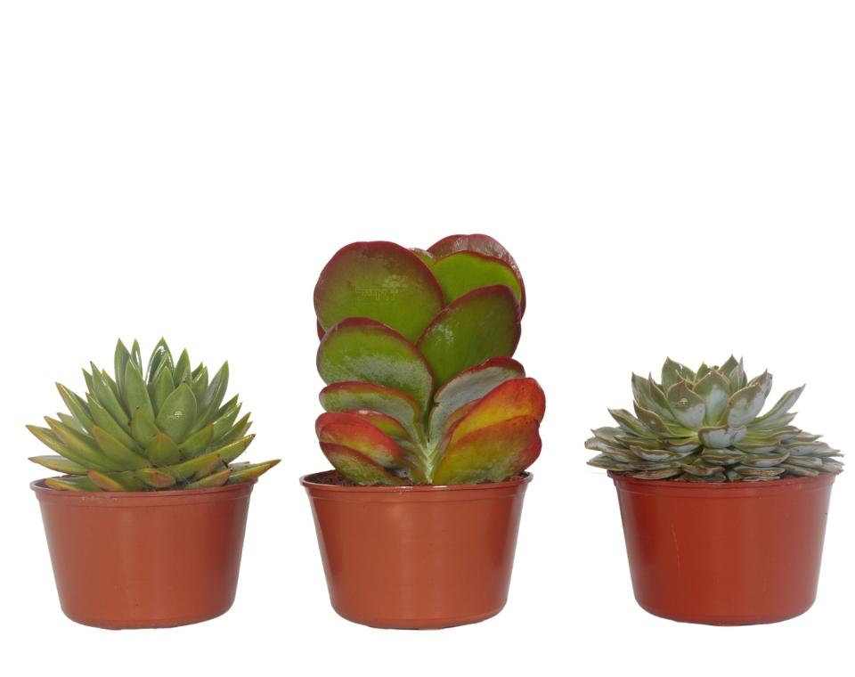 קיט 3 סקולנטים בשרניים | עציץ בקוטר 12 ס"מ