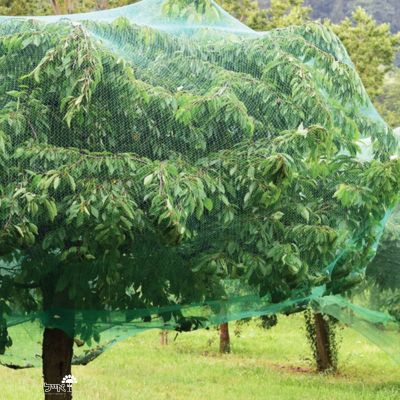 אנטיונה גרין | רשת להרחקת ציפורים ויונים | 6X6