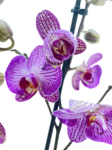 סחלב דו-ענפי | סגול | עציץ קוטר 12 ס"מ