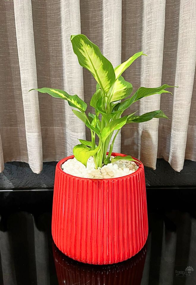 כד מעוצב | דיפנבכיה | אדום/צהוב | קטן