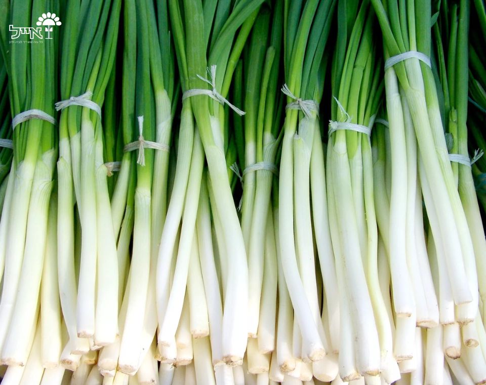 בצל ירוק | 100 זרעים
