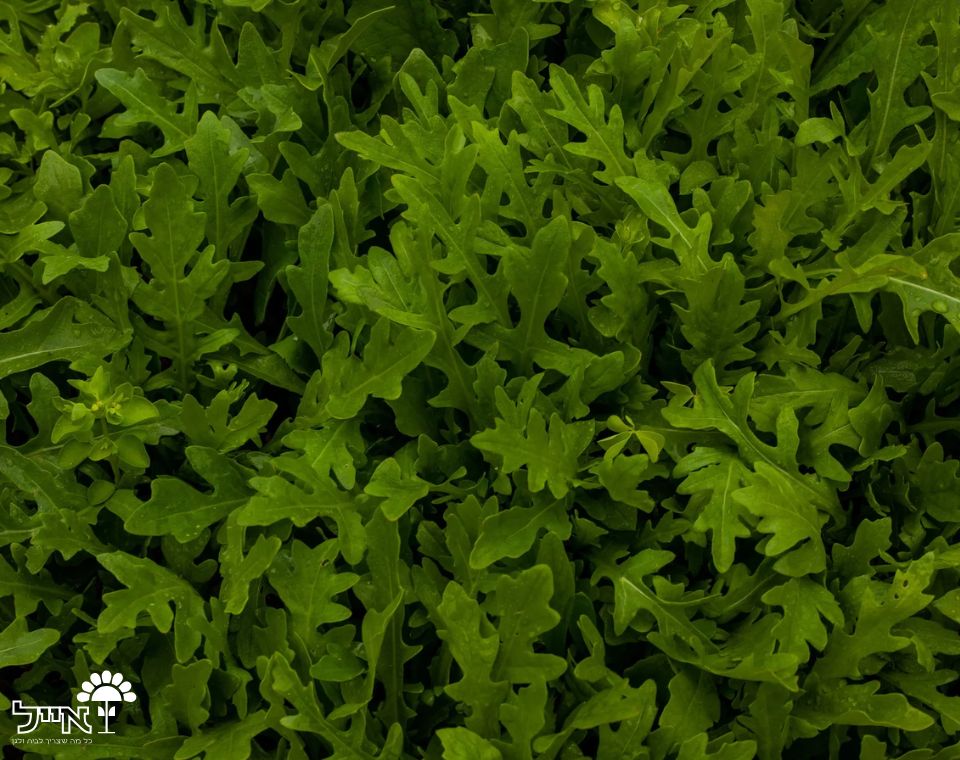 עלי בייבי רוקט | 100 זרעים