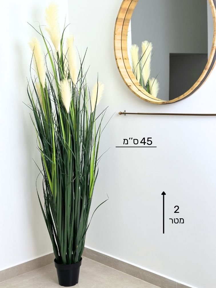 עשבוני שערות לבנות ענק | גובה 2 מטר