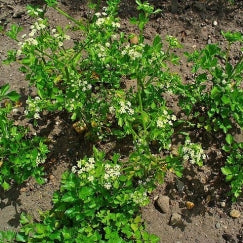 כרפס | עציץ בקוטר 12 ס״מ