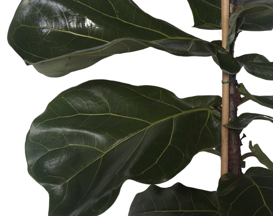 פיקוס כינורי | עציץ בנפח 10 ליטר