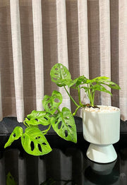 כד מעוצב | מונסטרה מאנקי | תכלת-פסטל | קטן