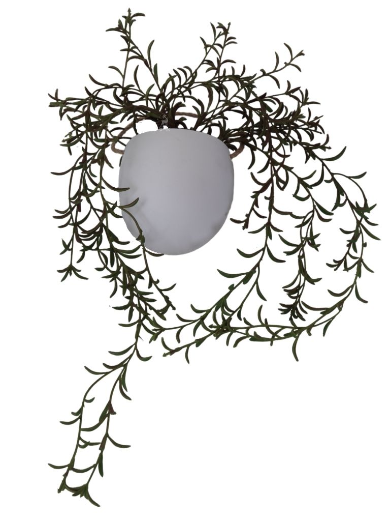 עציץ גולש רוזמרין | כולל כלי פייבר לבן