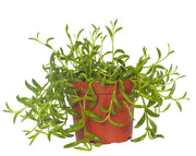 סנציה | בעציץ קוטר 12 ס"מ