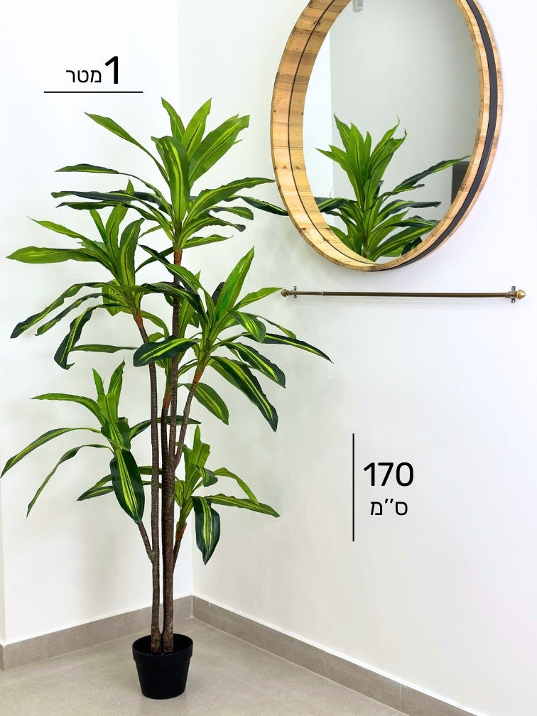 עציץ מלאכותי דרצנה מגוונת | גובה 170 ס"מ