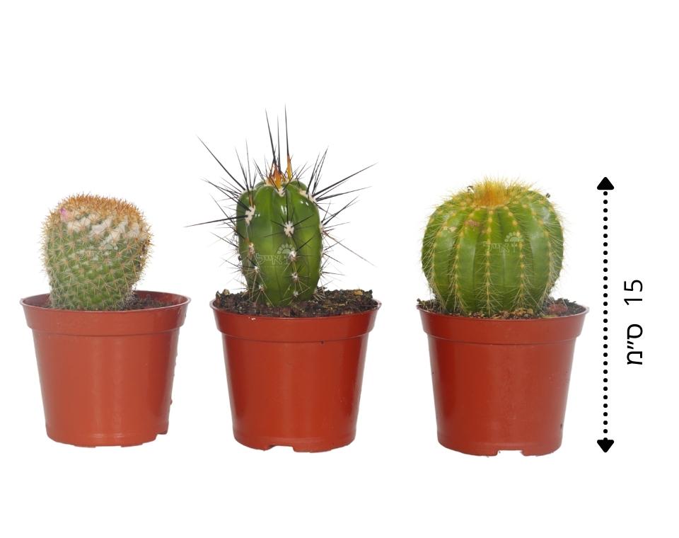קיט 3 קקטוסים קוצניים | עציץ בקוטר 6.5 ס"מ