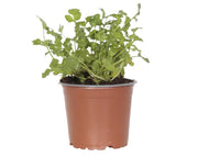 כוסברה | עציץ בקוטר 12 ס"מ