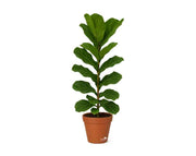 פיקוס כינורי | עציץ בנפח 25 ליטר