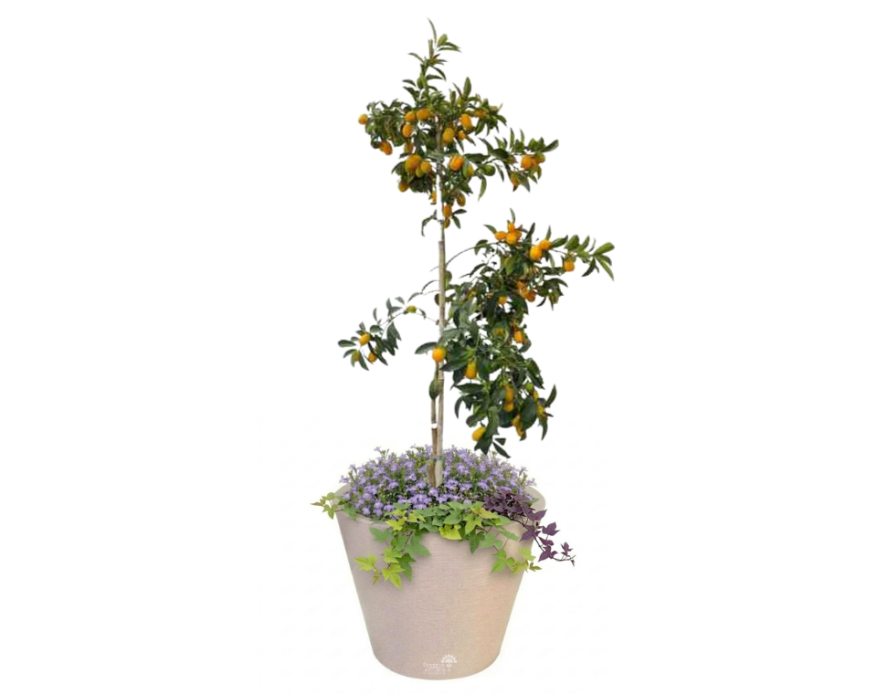 כד מוכן עם צמחיה | תפוז סיני, 8 לובליה ו-6 לפופית הבטטה | 5 צבעים לבחירה | 60X50