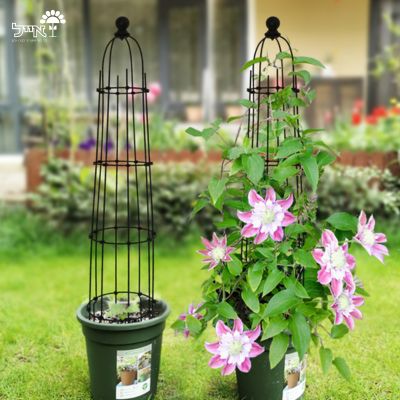 זוג מתקני הדליה לתמיכת צמחים | 20X113 | דגם 224 | שחור