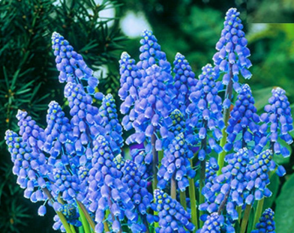 מארז פקעות | פעמוני גשם כחולים | 50 פקעות