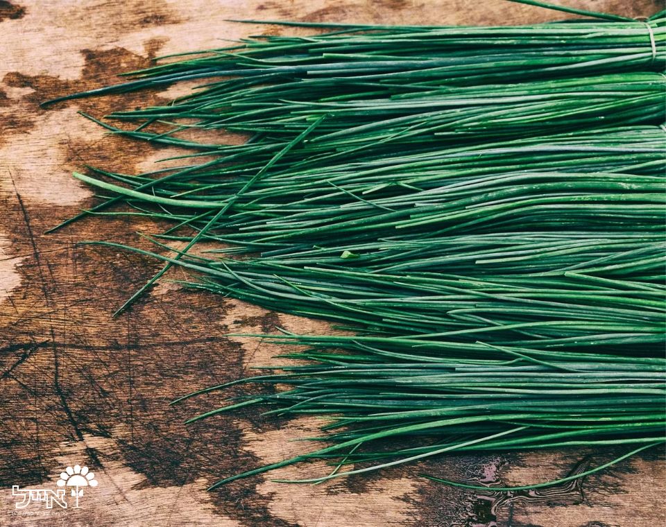 עירית | 100 זרעים