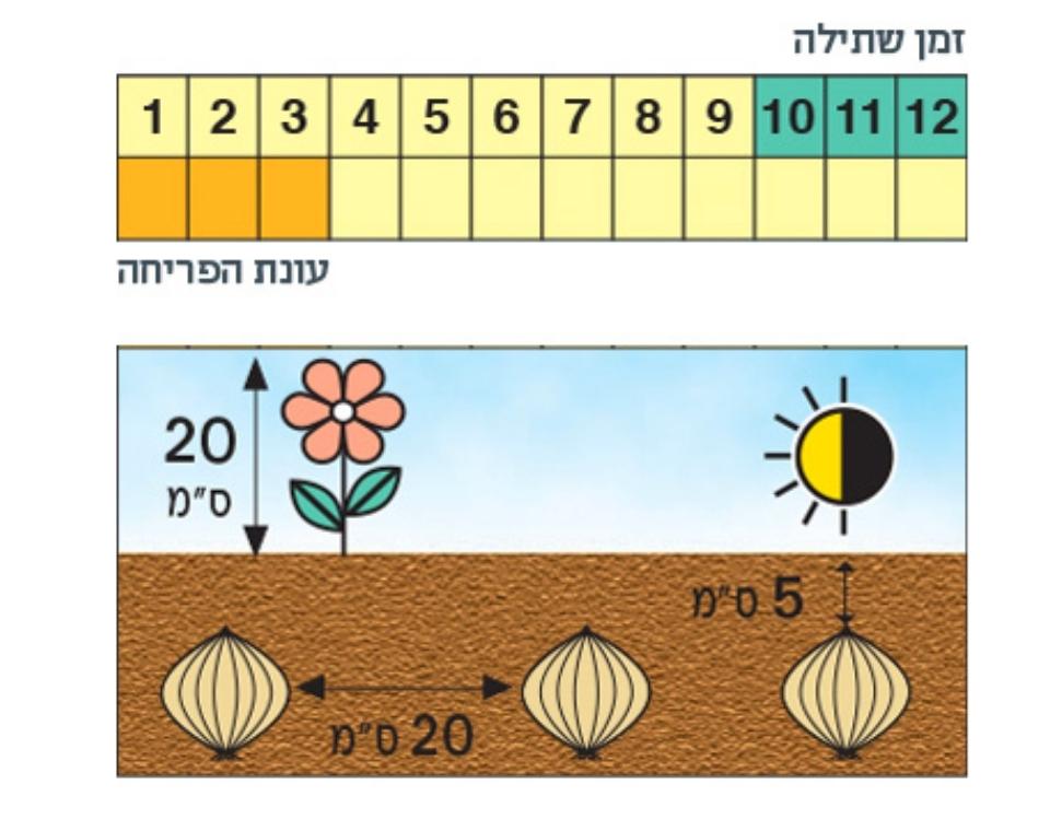 מארז פקעות | רקפת מצויה | 10 יחידות