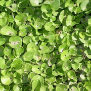 דיכונדרה ירוקה | עציץ בקוטר 12 ס"מ